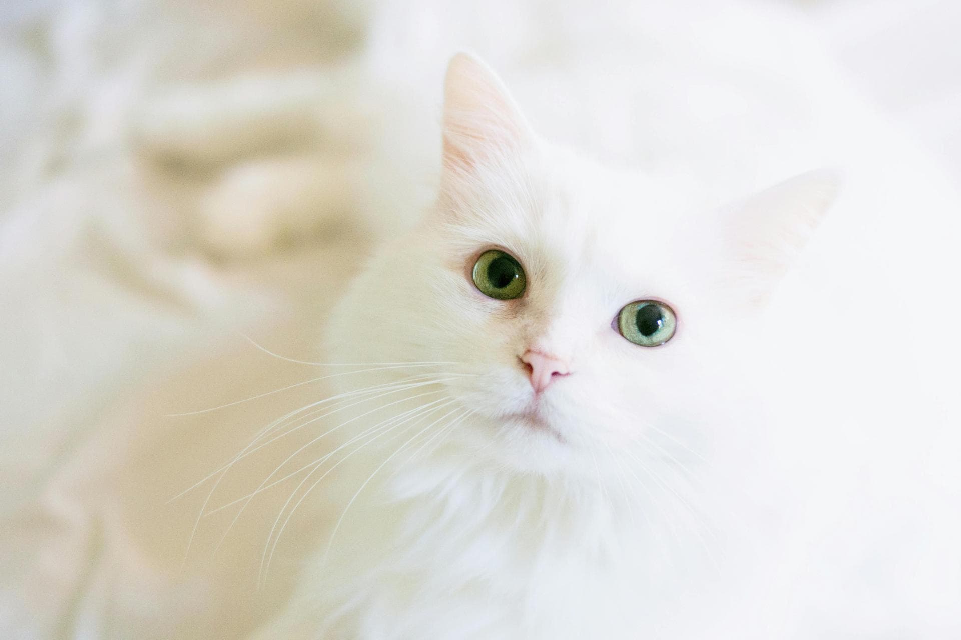 White fluffy cat on white blanket