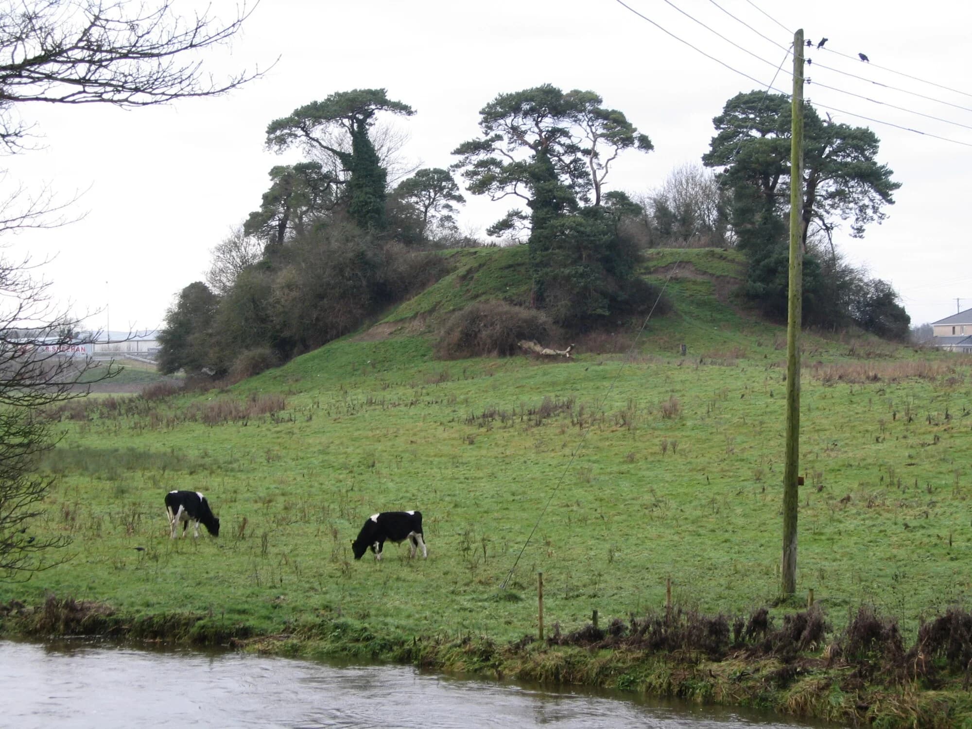Vets in Callan