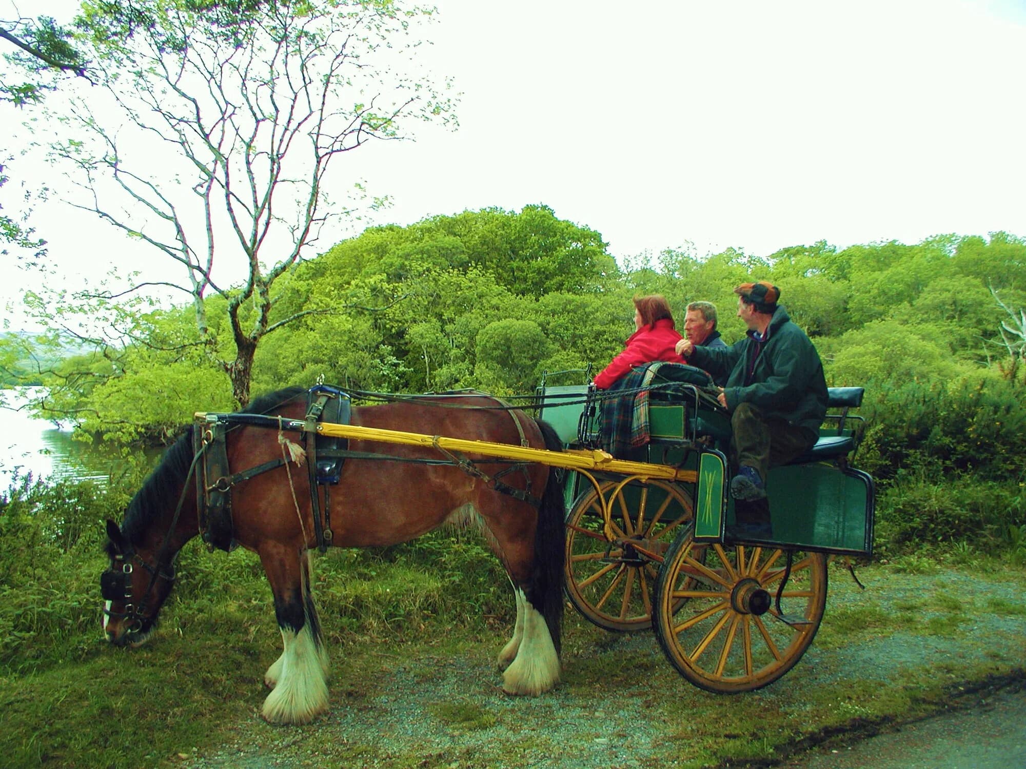 Vets in Killarney