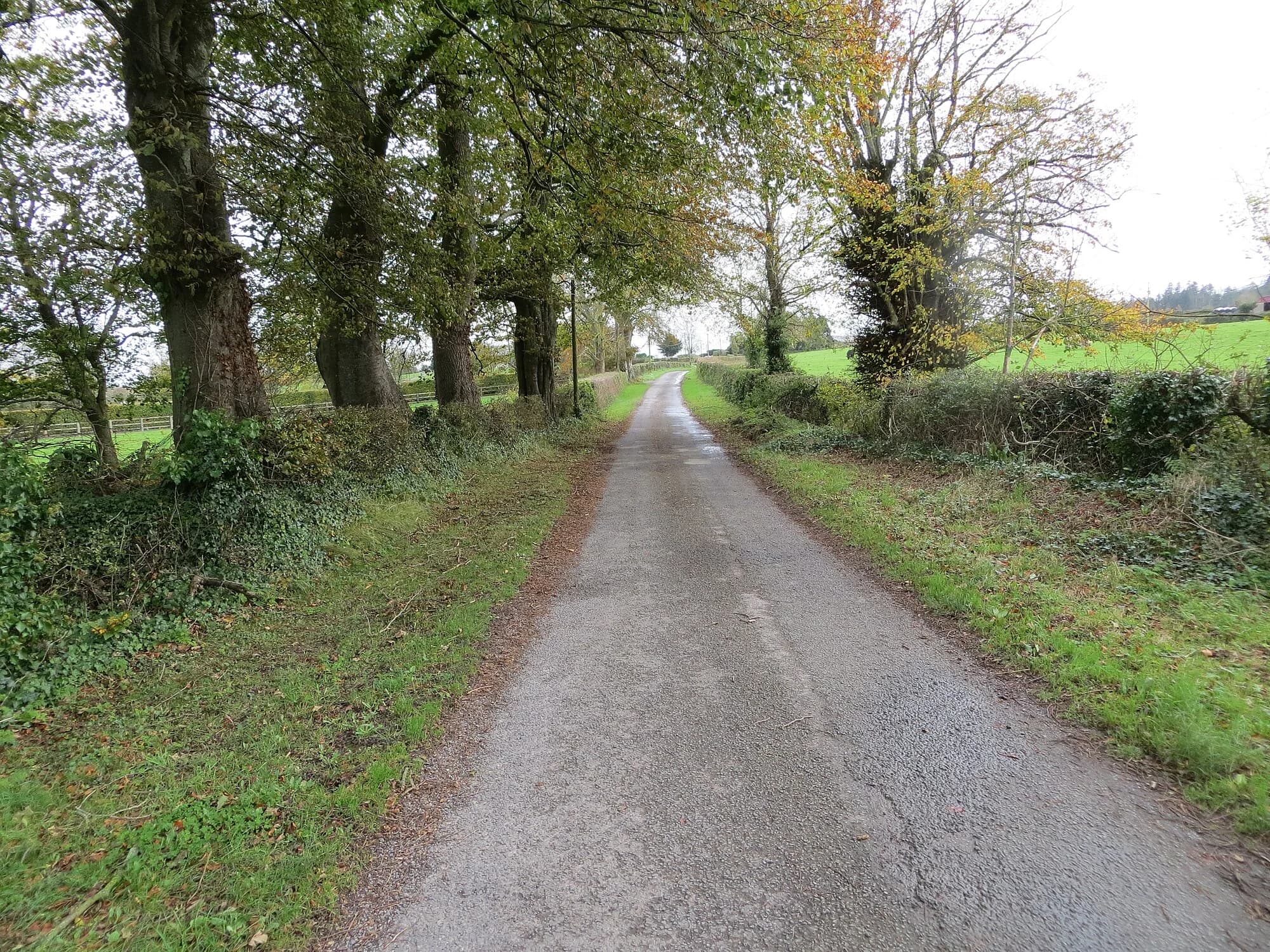 Vets in Kilshane