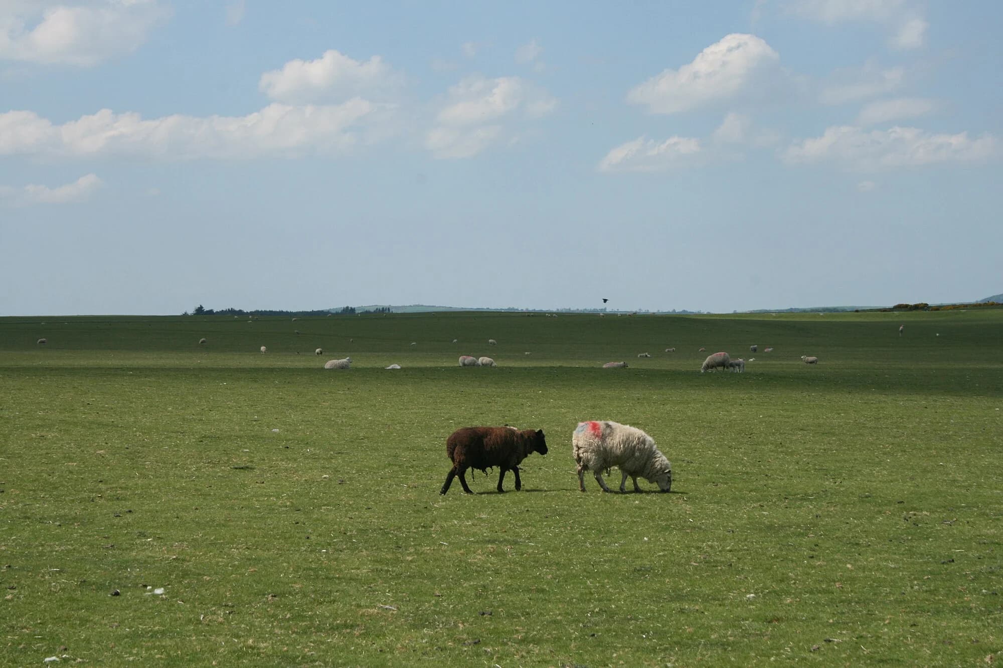 Vets in The Curragh